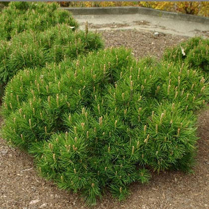 

Сосна гірська Пуміліо (25-30см) / Сосна горная Пумилио / Pinus mugo Pumilio