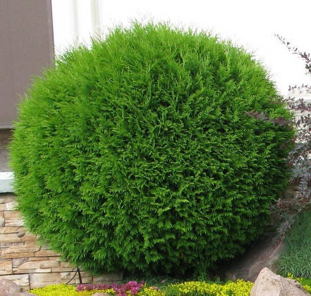 

Туя западная Глобоза 15-20 см. 2-летки.