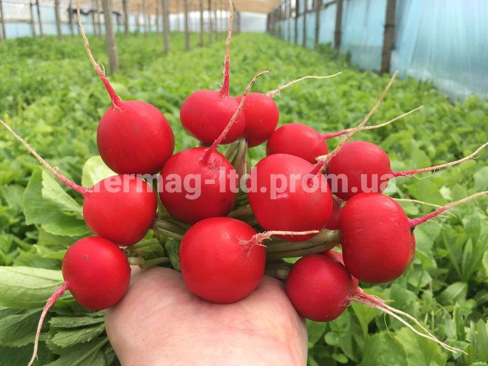 

Семена редиса Касто F1 (25г) Soto Seeds