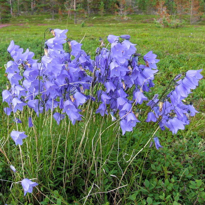 

Колокольчик круглолистный (Campanularotundifolia)