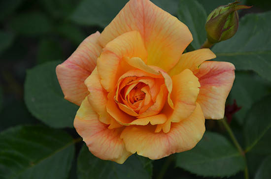 

Роза плетистая Мишка