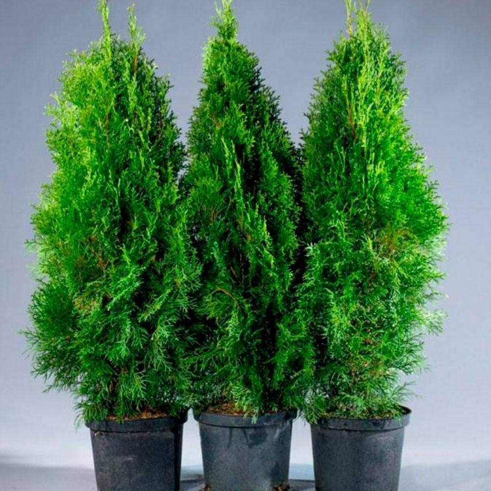 

Туя західна Smaragd 30 см / Туя западная Смарагд 30 см / Thuja occidentalis Smaragd