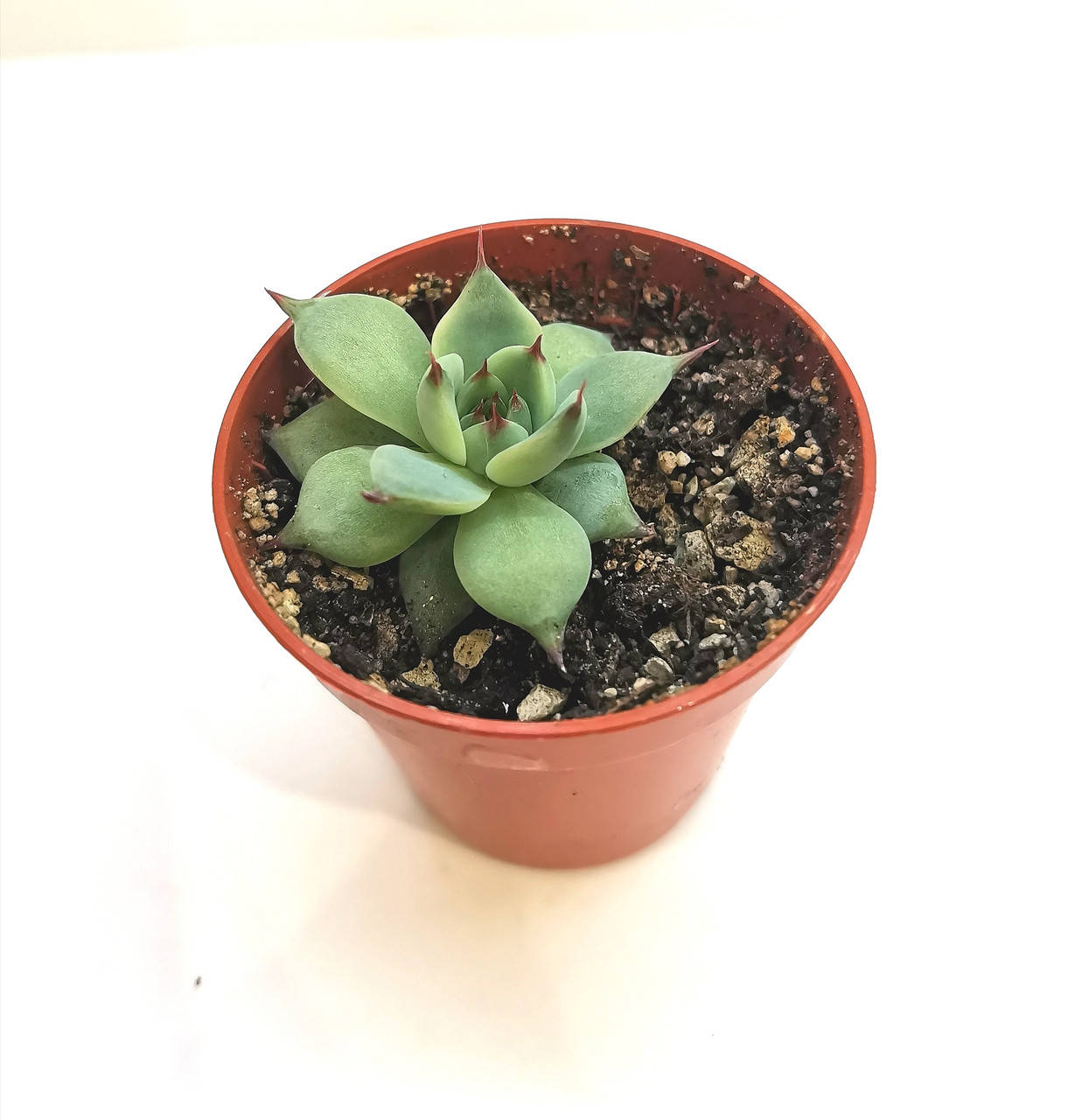 

Ехеверия Echeveria chihuahuaensis Суккулент Комнатное растение