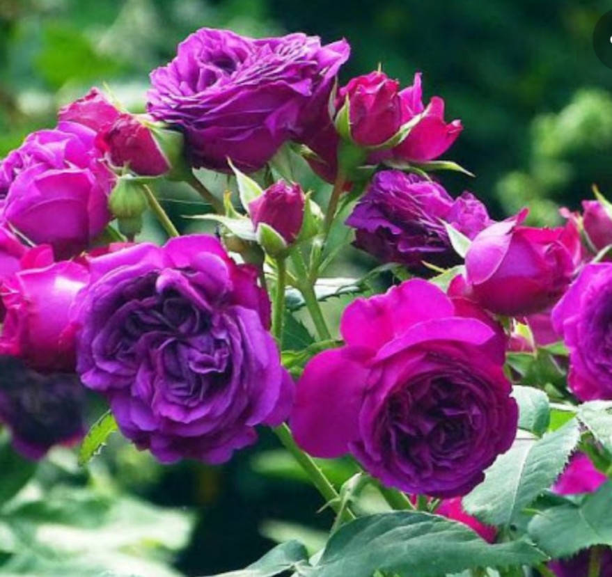 

Роза Перпл Лодж Purple Lodge