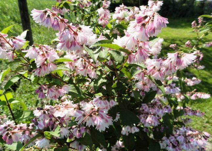 

Дейция шершавая 'Codsall Pink' / С3 / h 40-60