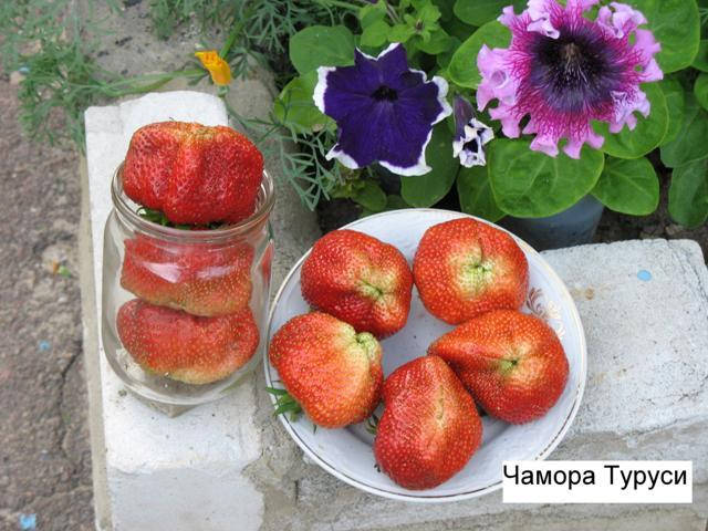 

Клубника Чамора Туруси