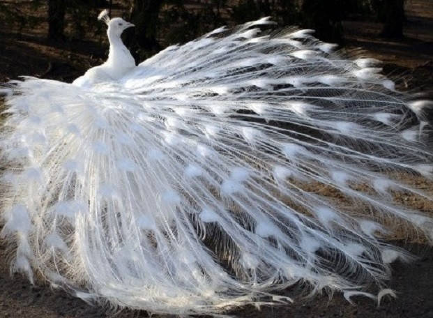 

Алмазная техника ТМ Алмазная мозаика Белый павлин (DM-119) 60 х 44 см (Без подрамника)