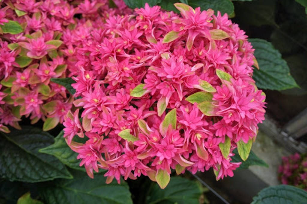 

Гортензія великолиста Принцеса Діана / Hydrangea m. 'Princess Diana' С3/ Н 20-30