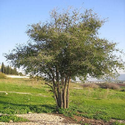 

Черенки зизифуса сортовые