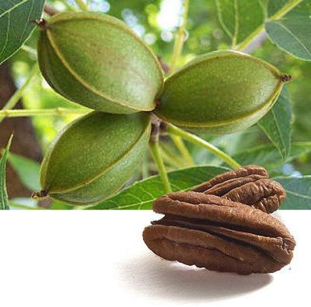 

Орех ПЕКАН Грин Ривер (трехлетний)