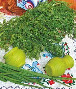 

Семена укропа кустового Аллигатор