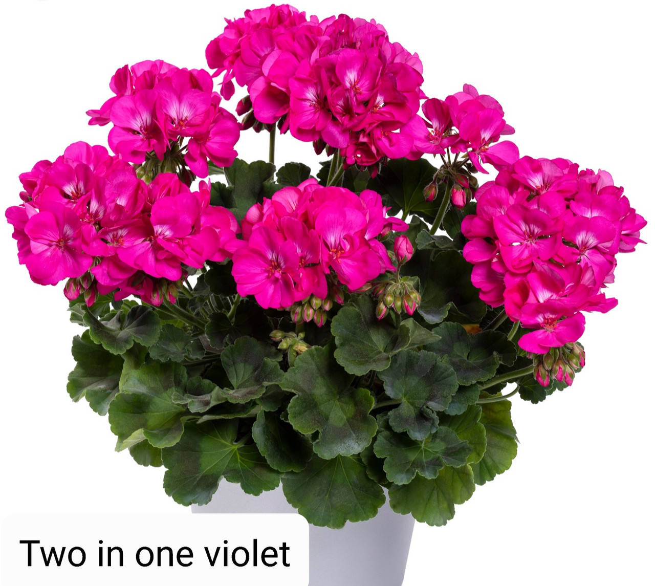 

5 разньіх пеларгоний- рассада