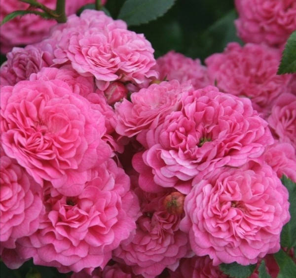 

Спрей Пепита