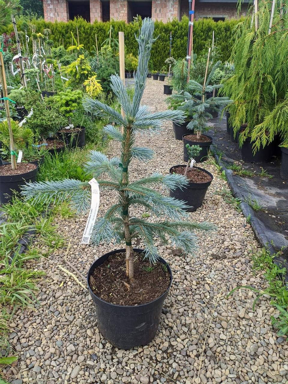 

Picea engelmannii Blue Softie C-10