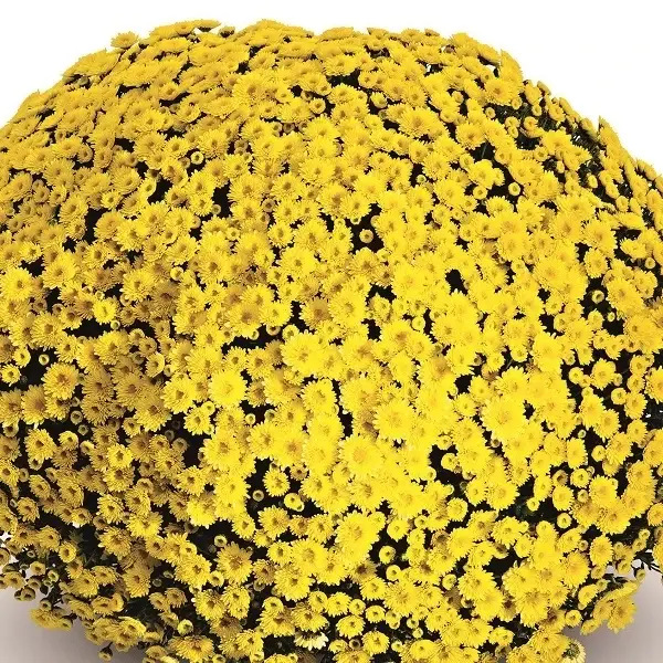 

Хризантема дрібноквіткова горшкова Staviski Yellow