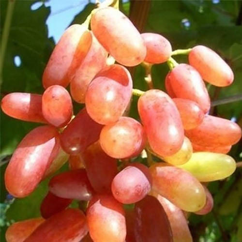 

Виноград Юлиан (саженцы)