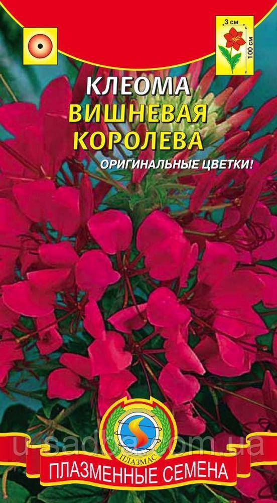 

Клеома Вишневая королева 0,2 г (Плазменные семена)