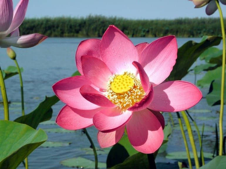 

Лотос орехоносный или индийский Лотос семена Nelumbo nucifera