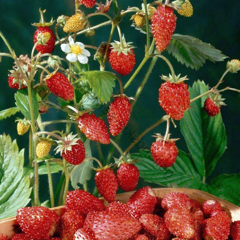 

Земляника Александрия 0.1 г