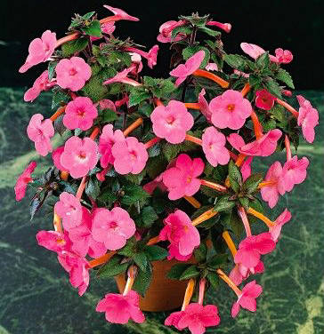 

Ахименес Prima Donna