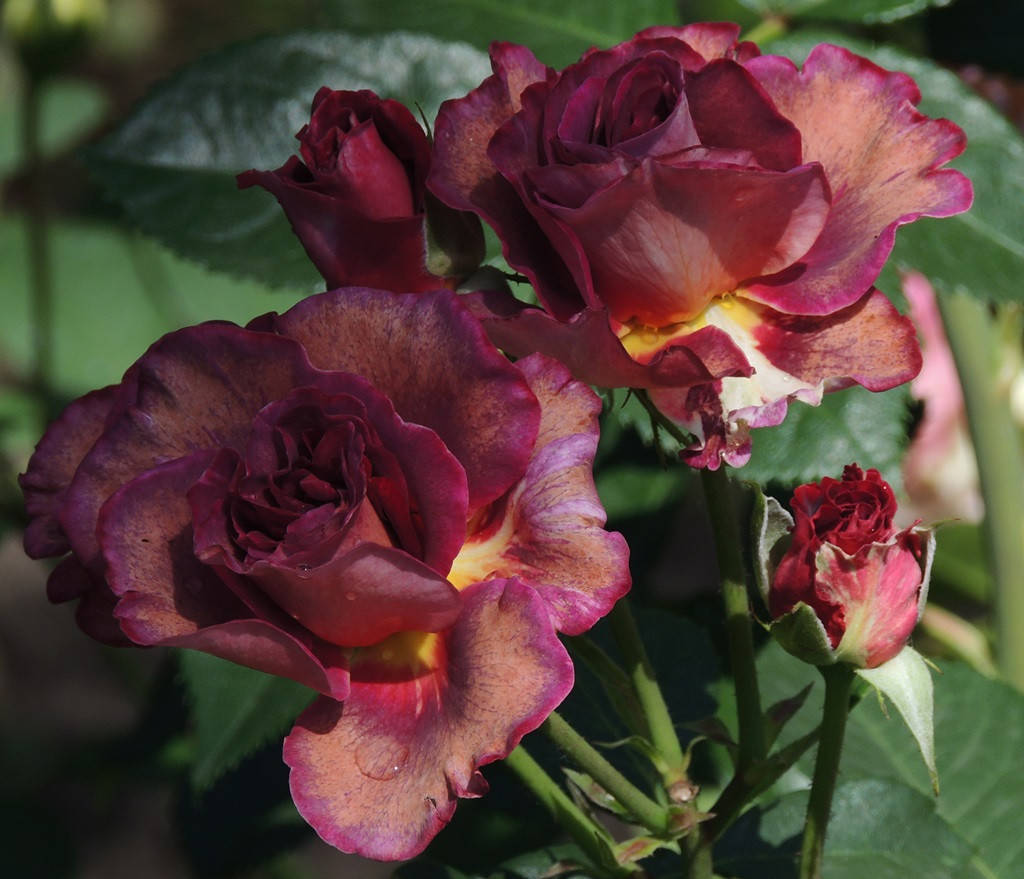 

Роза Блаувестад Blauwestad (Blauwe Stad)