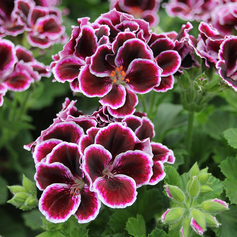 

Королевская пеларгония Elegance Imperial