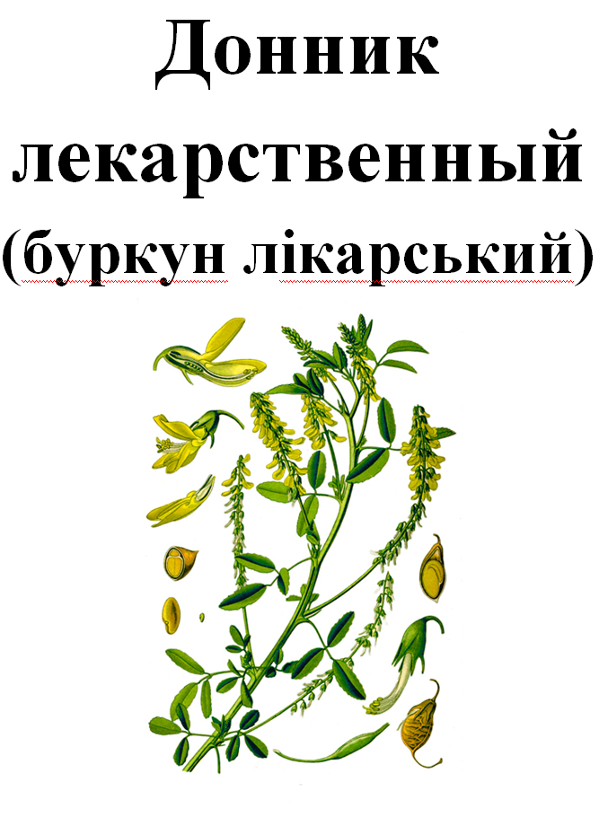 

Донник лекарственный, трава сухая, 40 грамм