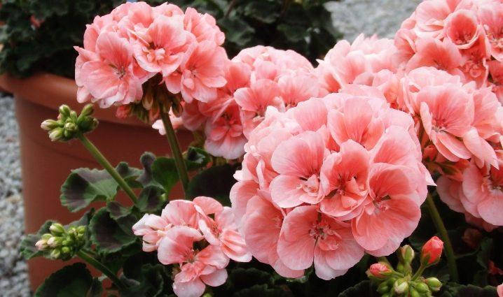 

Пеларгония зональная Toscana Smart Lenja Salmon