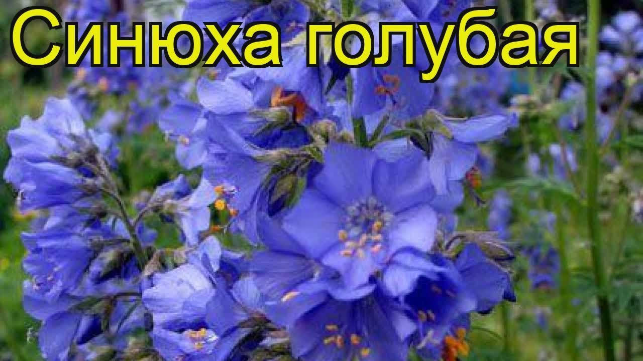 

Синюха голубая корень 2022р. сушенный - 0.5 кг