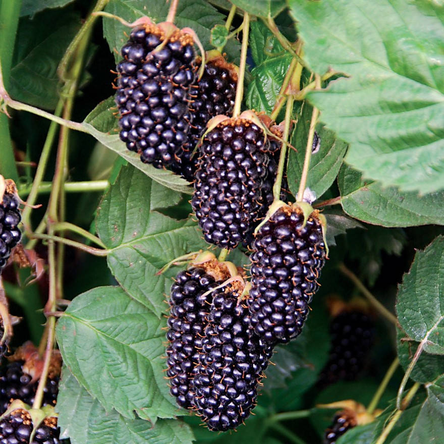 

Ежевика Коламбия стар (Columbia Star), ЗКС в горшках 0.8 л