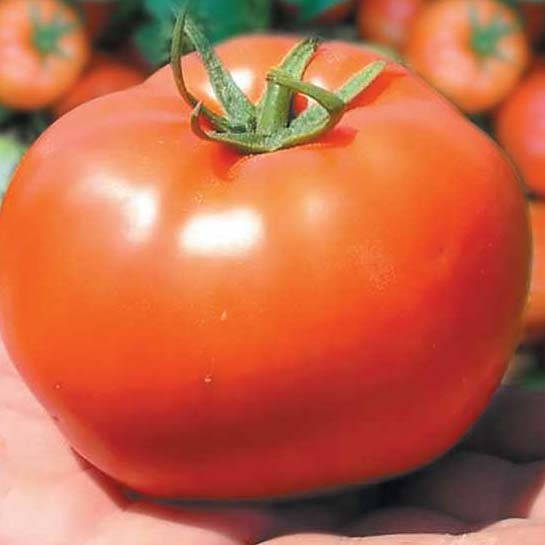 

Бобкат F1 10 шт семена томата низкорослого Syngenta Голландия