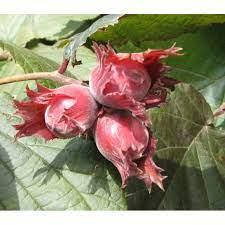 

Саженцы фундука Сирена однолетний отводок