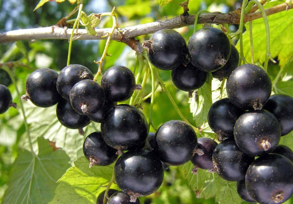 

Саженцы смородины Юбилейная Копаня