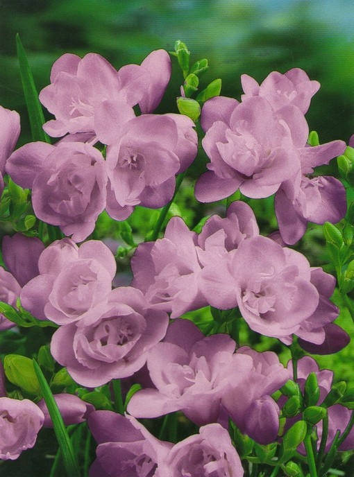 

Фрезия простая Blue (Голубая) 5 луковиц/уп.