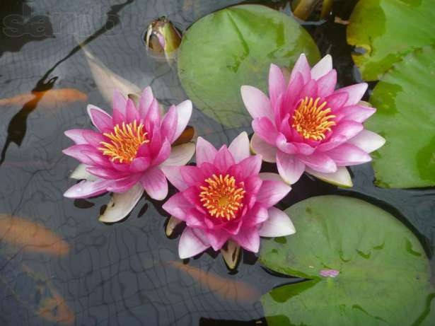 

Нимфея «Атракцион» (Nymphaea «Attraction») (взрослое растение)