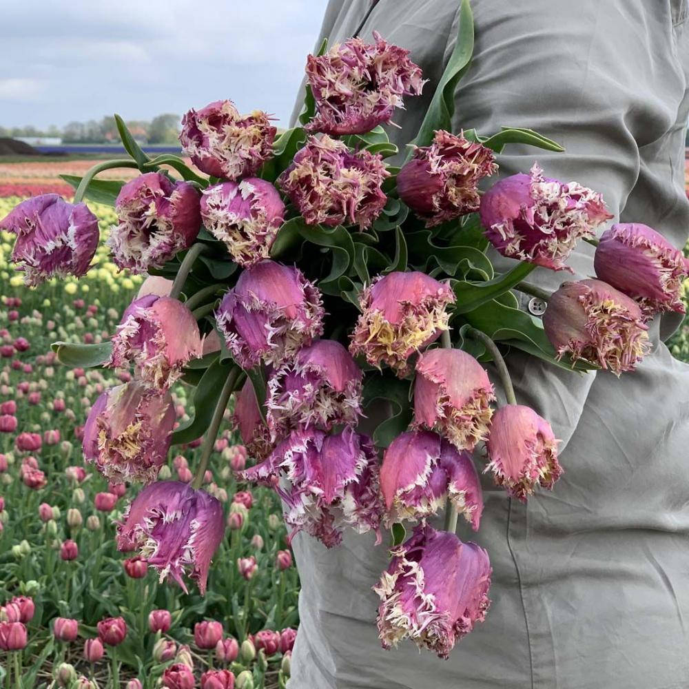 

ТЮЛЬПАН CRUNCHY CUMMINS 2 шт.