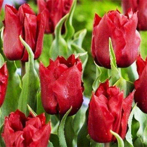 

Тюльпан Robinho (луковицы) 3 шт