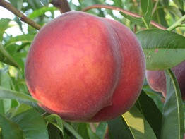 

Саженцы персика РИЧ МЕЙ (двухлетний) раннего срока созревания