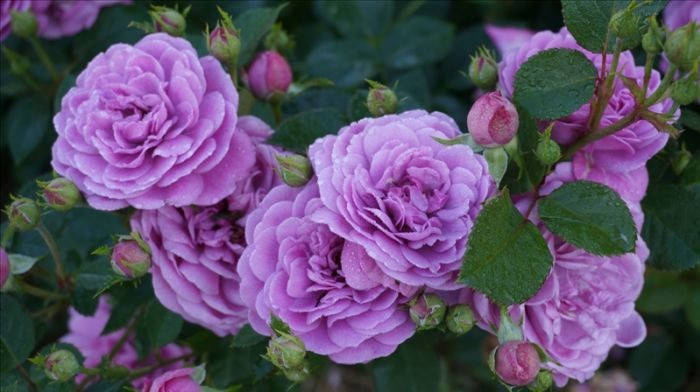 

Роза -шраб Блю Бой