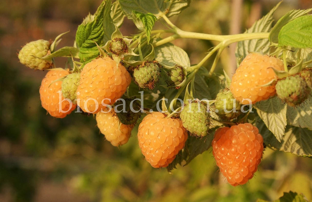 

Малиновое дерево Санни Берри (Sunny Berry)