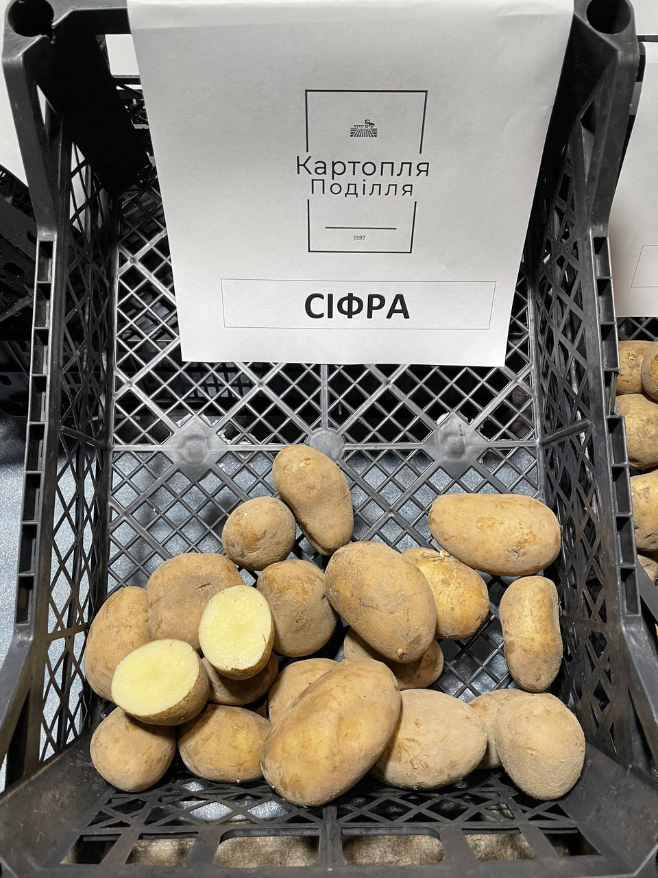 

Семенной картофель Сифра, I-я репродукция