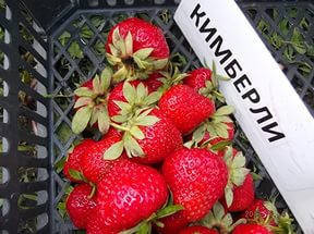 

Саженцы клубники Кимберли