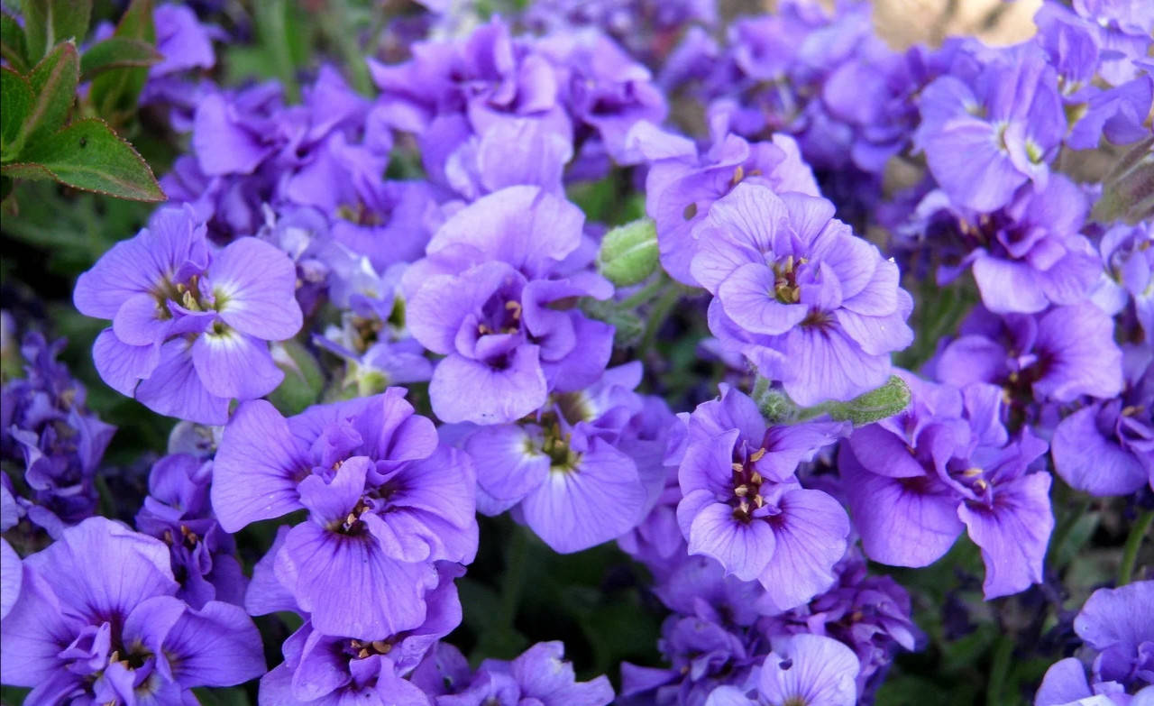 

Обрієта махровая Dublette Blue