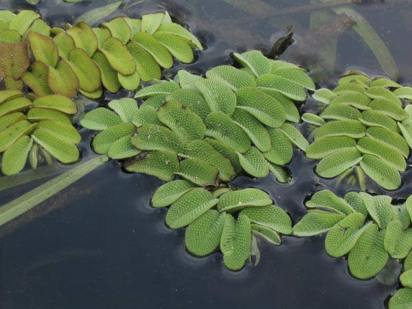 

ВОДЯНОЙ ПАПОРОТНИК, САЛЬВИНИЯ (акционный комплект из 10 растений)