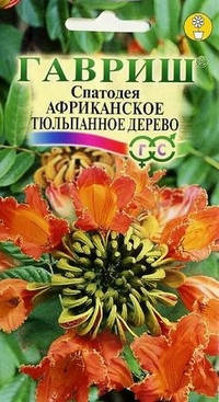 

Семена Спатодея Африканское Тюльпанное дерево 0,05 грамма Гавриш