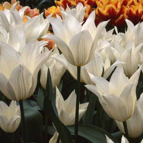 

Тюльпан White Elegance (луковицы) 4 шт