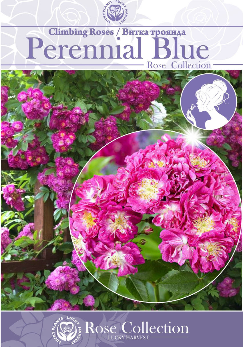 

Саженцы Плетистых и Вьющихся роз "Perennial Blue" ( Перениал Блю) ТМ LUCKY HARVEST. Возраст 2+