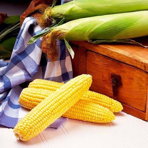 

Семена Кукуруза Сахарная 50 граммов PNOS