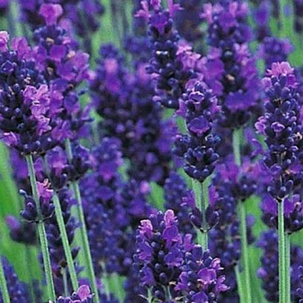 

Саженец лаванды Early Blue