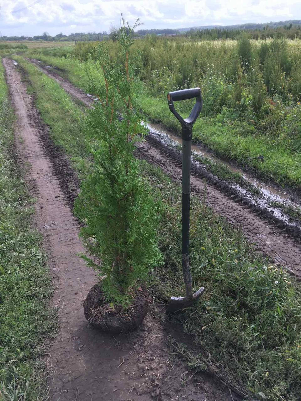 

Роспродажа! Туя Колоновидная Колумна "Thuja occidentalis Columna"